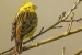 bruant-jaune