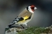 chardonneret_elegant